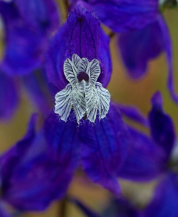 Upland Larkspur, Delphinium nuttallianum.jpg